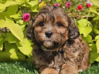 Nash, a male Shihpoo for sale in Boyden, IA – 2 of 10