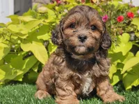Nash, a male Shihpoo for sale in Boyden, IA – 8 of 10