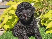 Panda, a male Poodle - Miniature  for sale in Boyden, IA – 5 of 10