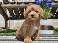 Piko, a male Maltipoo for sale in Boyden, IA – 6 of 10