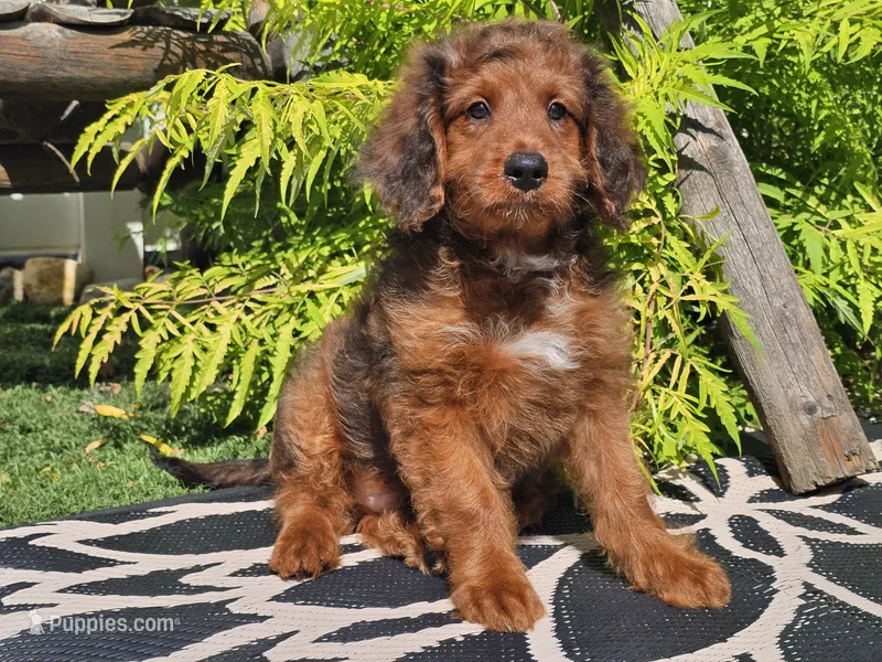 Sultan – Miniature Bernedoodle puppy for sale in Boyden, IA