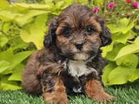 Nori, a female Shihpoo for sale in Boyden, IA – 6 of 10