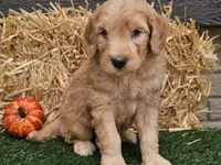 Silas, a male Goldendoodle for sale in Boyden, IA – 5 of 10