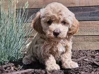 Raya, a female Havapoo for sale in Boyden, IA – 4 of 10