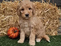 Shelby, a female Goldendoodle for sale in Boyden, IA – 10 of 10