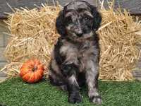 Sabrina , a female Goldendoodle for sale in Boyden, IA – 8 of 10