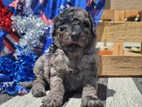Klio, a male Bernedoodle for sale in Boyden, IA – 2 of 10