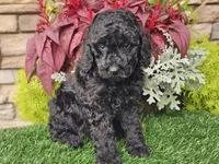 Willow, a female Goldendoodle for sale in Boyden, IA – 4 of 10