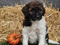 Sasha, a female Goldendoodle for sale in Boyden, IA – 8 of 10