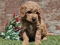Ivan, a male Goldendoodle for sale in Boyden, IA – Photo 7 of 10