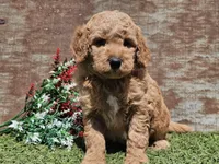 Ivan, a male Goldendoodle for sale in Boyden, IA – Photo 5 of 10