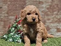 Ivan, a male Goldendoodle for sale in Boyden, IA – Photo 3 of 10