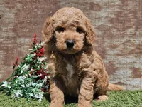 Ivan, a male Goldendoodle for sale in Boyden, IA – Photo 6 of 10