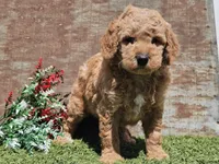 Ivan, a male Goldendoodle for sale in Boyden, IA – Photo 2 of 10