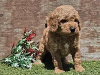 Ivan, a male Goldendoodle for sale in Boyden, IA – Photo 8 of 10