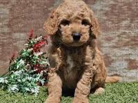 Ivan, a male Goldendoodle for sale in Boyden, IA – Photo 4 of 10