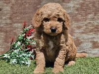 Ivan, a male Goldendoodle for sale in Boyden, IA – Photo 10 of 10