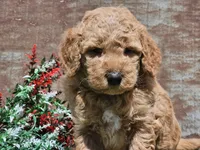 Ivan, a male Goldendoodle for sale in Boyden, IA – Photo 1 of 10