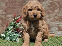 Ivan, a male Goldendoodle for sale in Boyden, IA – Photo 9 of 10