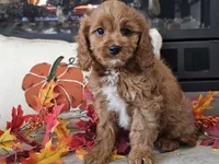 Ricky, a male Cavapoo for sale in Boyden, IA – 2 of 10