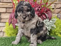 Wesley, a male Goldendoodle for sale in Boyden, IA – 2 of 8