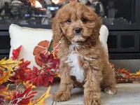Teeter, a female Cavapoo for sale in Boyden, IA – 4 of 10