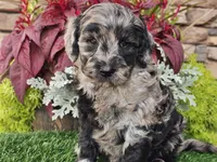 Waves, a female Goldendoodle for sale in Boyden, IA – 10 of 10