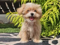 Lucky, a male Maltipoo for sale in Boyden, IA – 4 of 10
