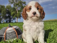 Jinx, a male Cavapoo for sale in Boyden, IA – 5 of 10