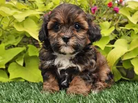 Nori, a female Shihpoo for sale in Boyden, IA – 4 of 10