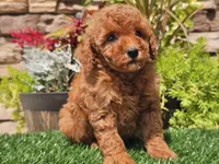 Dascha, a female Poodle - Miniature  for sale in Boyden, IA – 6 of 10
