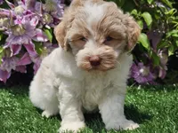 Skipper, a male Havapoo for sale in Boyden, IA – 8 of 10