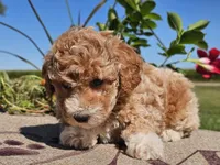 Isaac, a male Havapoo for sale in Boyden, IA – 10 of 10