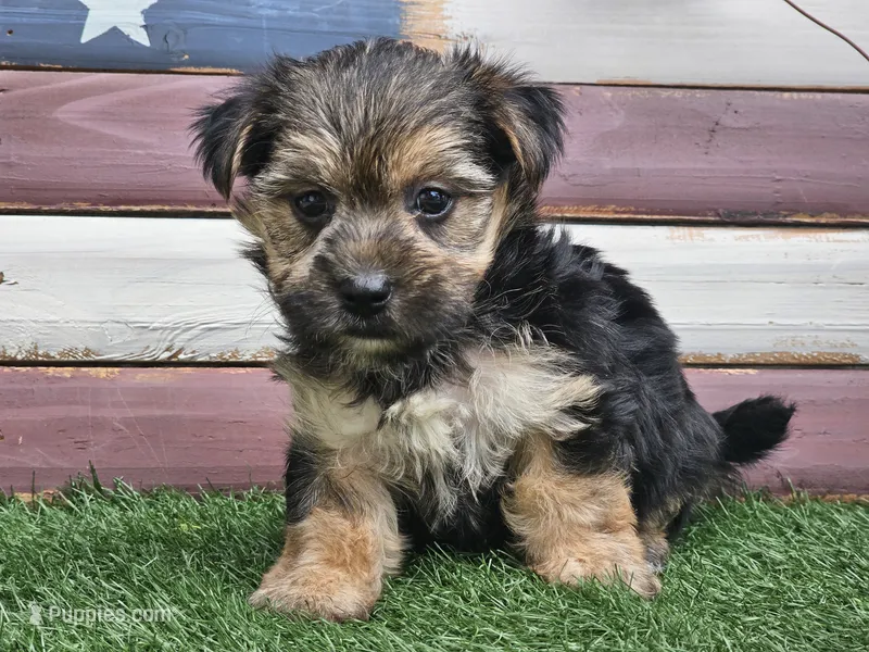 Keegan  – Morkie puppy for sale in Boyden, IA
