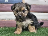 Keegan , a male Morkie for sale in Boyden, IA – 1 of 10