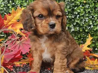 Tucker, a male Cavapoo for sale in Boyden, IA – 2 of 10