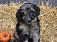 Sabrina , a female Goldendoodle for sale in Boyden, IA – 10 of 10