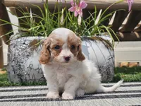 Taz, a male Cavapoo for sale in Boyden, IA – 4 of 10