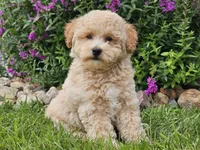 Sunny, a male Havapoo for sale in Boyden, IA – 7 of 9