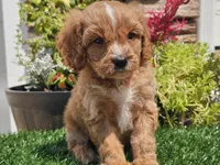 Gideon, a male Cavapoo for sale in Boyden, IA – 4 of 10