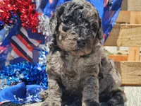 Klio, a male Bernedoodle for sale in Boyden, IA – 5 of 10