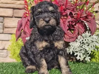 Wags, a male Goldendoodle for sale in Boyden, IA – 10 of 10