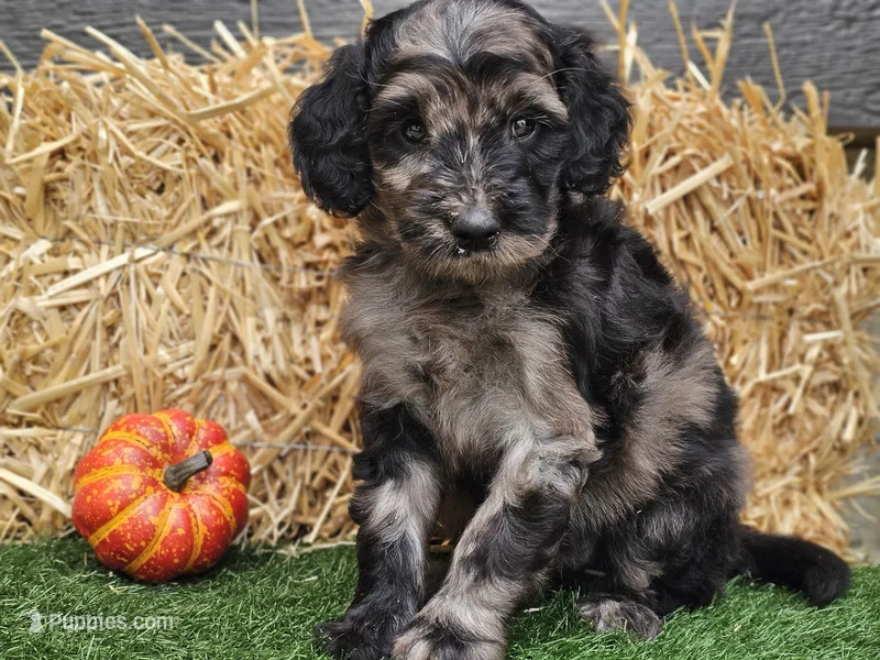 Sabrina  – Goldendoodle puppy for sale in Boyden, IA