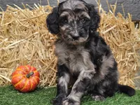 Sabrina , a female Goldendoodle for sale in Boyden, IA – 1 of 10