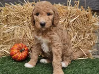 Serenity , a female Goldendoodle for sale in Boyden, IA – 9 of 10