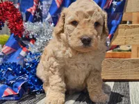 Kysa, a female Bernedoodle for sale in Boyden, IA – 2 of 10