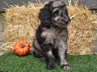 Sabrina , a female Goldendoodle for sale in Boyden, IA – 6 of 10