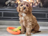 Maurice , a male Cavapoo for sale in Boyden, IA – 10 of 10
