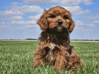 Monty, a male Cavapoo for sale in Boyden, IA – 3 of 10