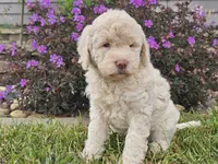 McKenzie , a female Goldendoodle for sale in Boyden, IA – 6 of 10
